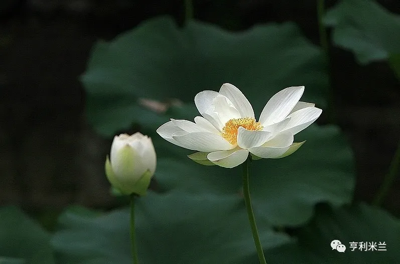 1627719937124591.jpg 28.jpg